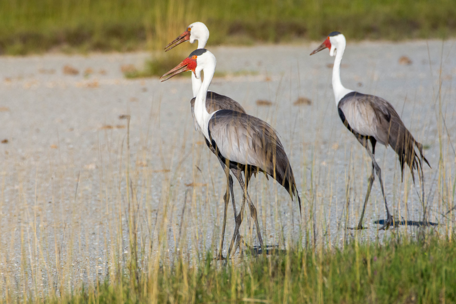 Nata Lodge Nata Lodge