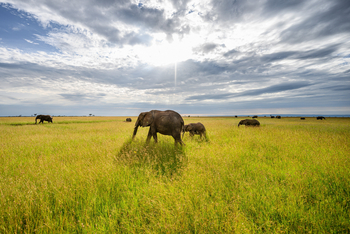 Olare Mara Kempinski: Elefantenherde in der Natur