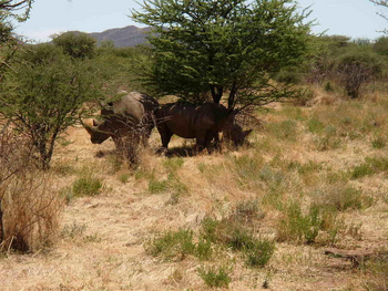 Otjiwa Mountain Lodge: Nashörner im Schatten