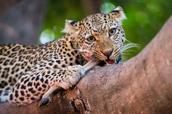 Robin Pope Safaris Robin Pope Safaris: Leopard mit Impala-Bein