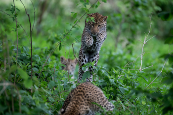 Royal Zambezi Lodge: Leoparden