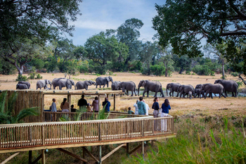 Sabi Sabi Bush Lodge: Beobachter auf Holzdeck mit Elefantenherde