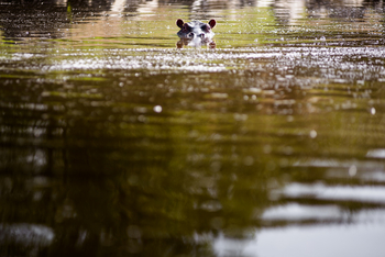 Sanctuary Olonana: Hippo