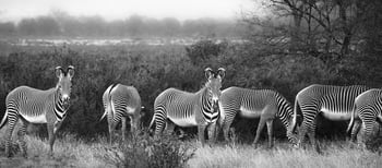 Sasaab: Grevy Zebra - mit den extrafeinen Streifen
