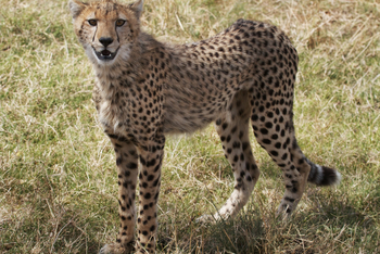 Serian Serengeti Mobile Kusini Camp: Gepard