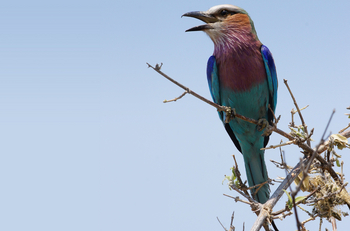 Setari Camp: Gabelracke