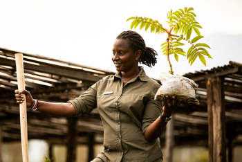 Singita Kwitonda Lodge: Baum pflanzen