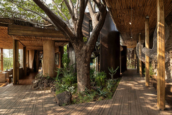 Singita Lebombo Lodge: Decklounge mit mächtigem Baum und Sukkulenten
