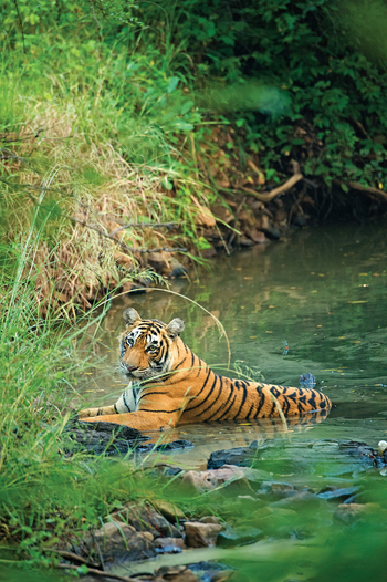 Sujan Sher Bagh: Badender Tiger