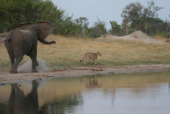 The Hide: Elefant-Geparden-Konflikt