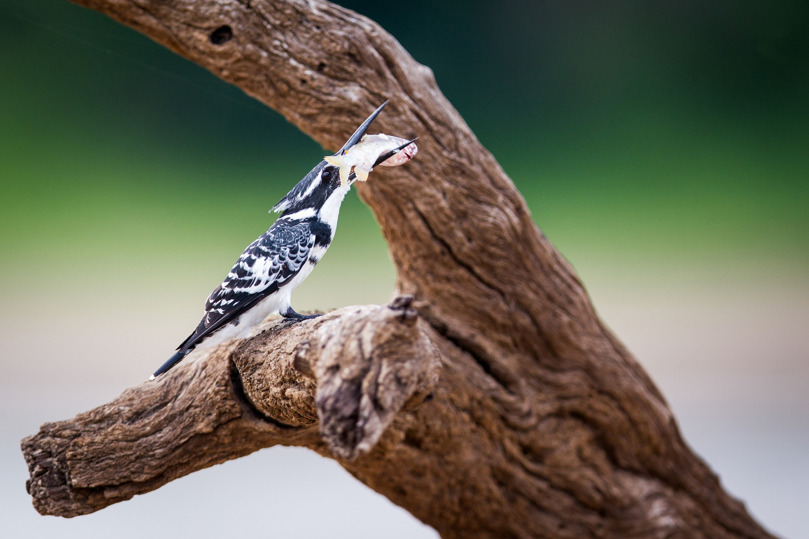 Time + Tide South Luangwa Time + Tide South Luangwa: Graufischer mit Fang