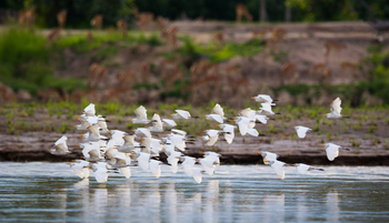 Time + Tide South Luangwa Time + Tide South Luangwa: Kuhreiher