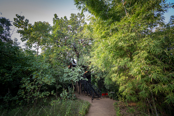 Treehouse Hideaway: Zugang zum Mahua Treehouse