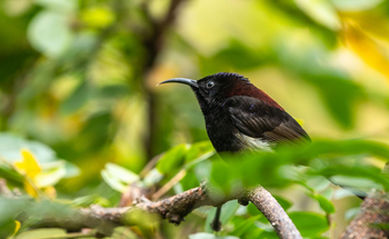 Vanghat: Black-throated Sunbird