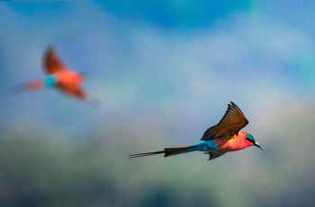 Vundu Camp Vundu Camp: Karminspint im Flug