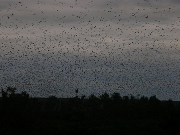 Wasa Lodge: Flughunde im Morgengrauen