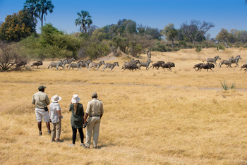 andBeyond Sandibe Okavango Safari Lodge: Walking Safari