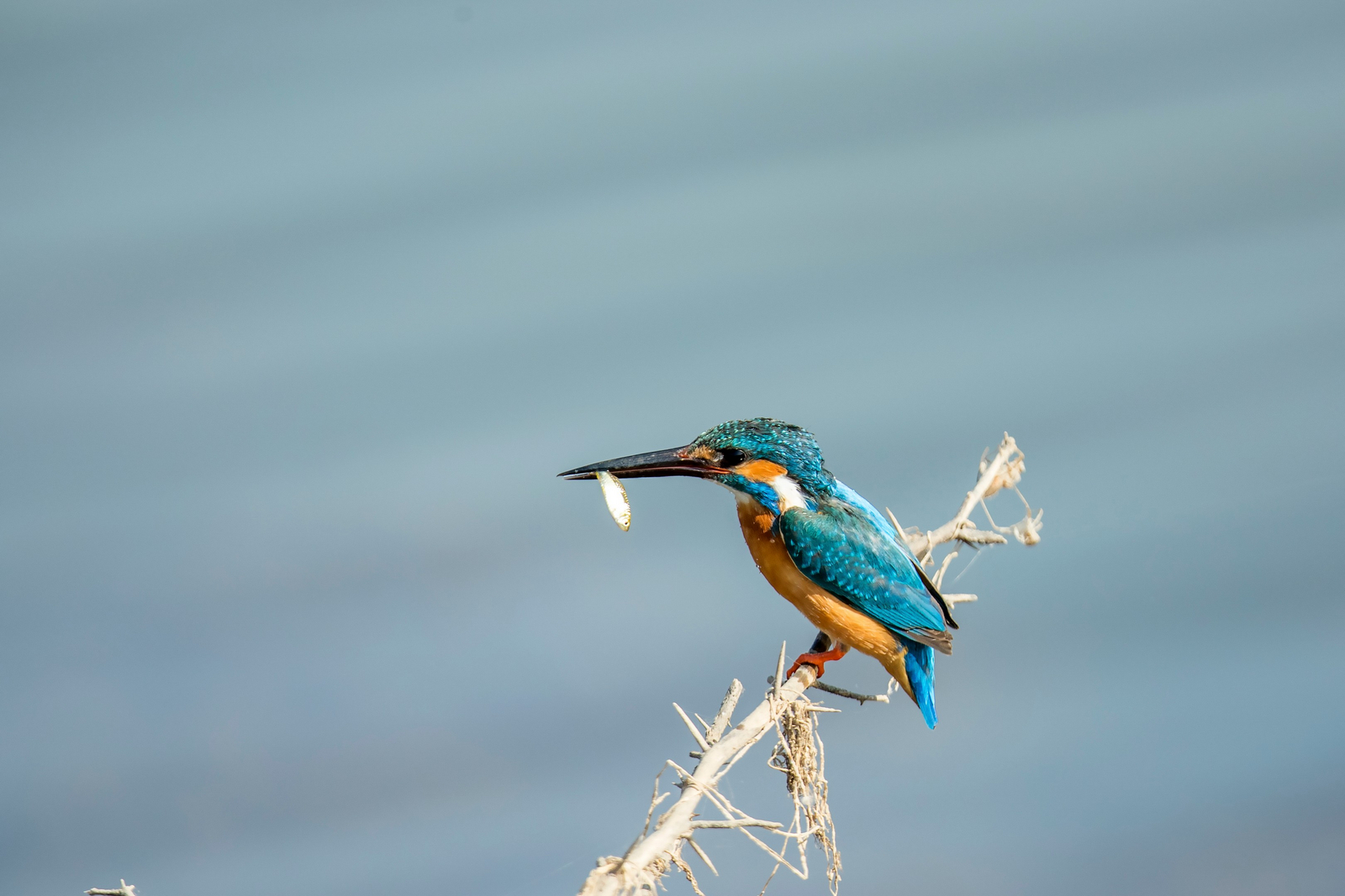 Bera Safari Lodge Bera Safari Lodge: Common Kingfisher