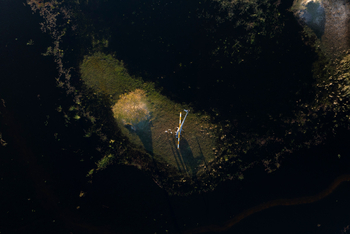 Camp Khwai: Heli auf einer Kleinstinsel