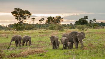 Chitabe Lediba: Elefantenfamilie