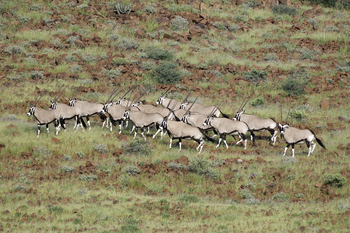 Damaraland Camp: Herde von Gemsböcken