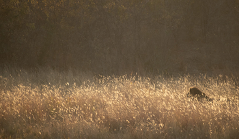 Deteema Springs Camp: Löwenmähne im Gras