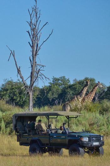 Duba Plains Camp: Giraffen