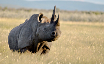 Epacha Game Lodge: Spitzmaulnashorn