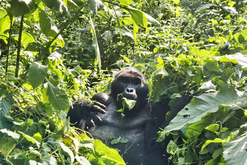 Erebero Hills: Vegetarischer Gorilla