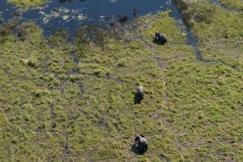 Gunn's Camp: Elefanten im Sumpf