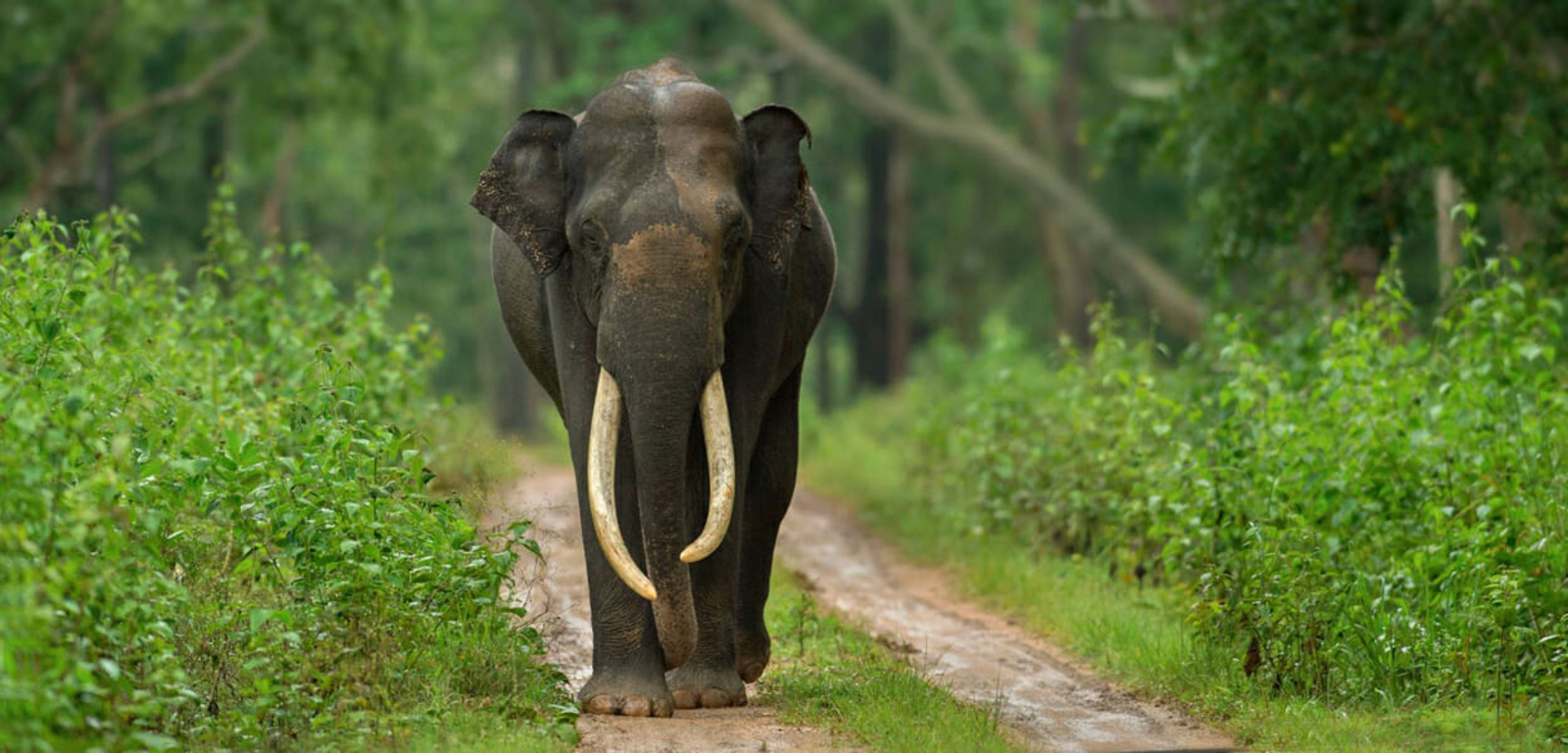 The Bison Resort The Bison Resort