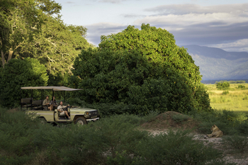 John's Camp John's Camp: Löwe