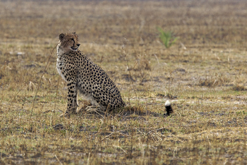 Konkamoya Lodge: Gepard