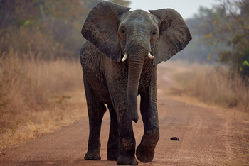 Konkamoya Lodge: Junger Elefant