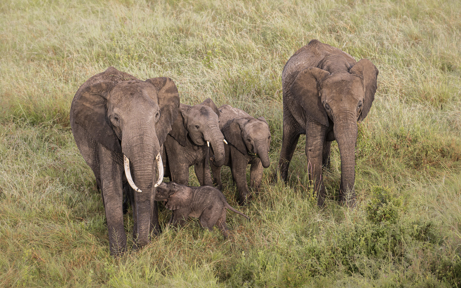 Little Governors' Camp Little Governors' Camp: Ballon-Safari