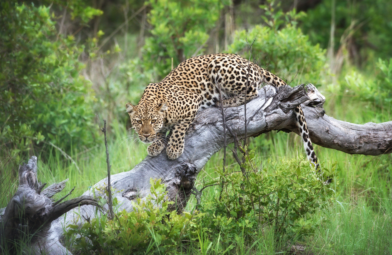 Little Makalolo Camp Little Makalolo Camp: Leopard