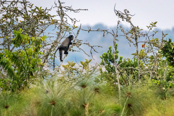 Magashi Camp: Kolobusaffe