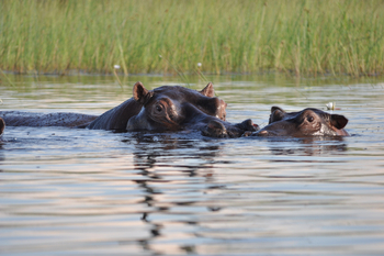 Mapula Lodge: Nilpferde
