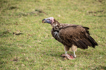 Mara Plains Camp: Lappet-faced Vulture