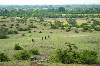 Mashatu Game Reserve: Cycling durch frisches Grün