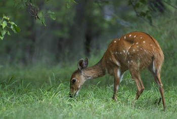 Moremi Game Reserve: Bush Buck