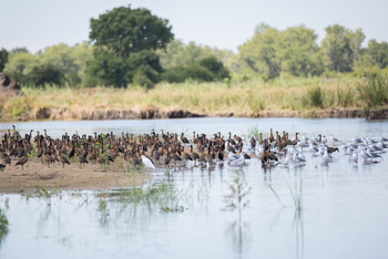 Mvuu Lodge: White-faced Wistling Ducks