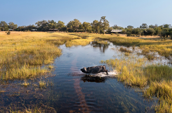 Okavango Explorers Camp Okavango Explorers Camp: Büffel vor dem Camp