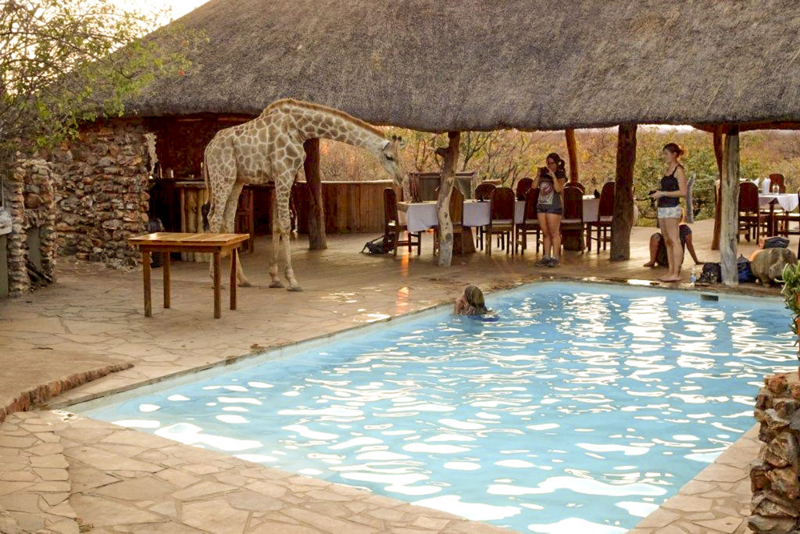 Okutala Lodge Okutala Lodge: Giraffe am Pool