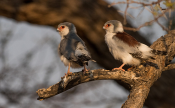Old Traders Lodge: Pygmy Falcons