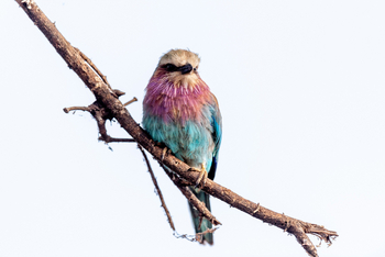 Oliver's Camp: Lilac-breasted Roller