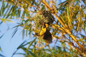 Papaya Lake Lodge: Webervogel