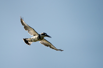 Pelo Camp: Pied Kingfisher