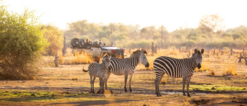 Puku Ridge Camp: Zebras
