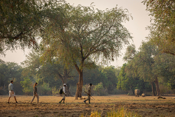 Royal Zambezi Lodge: Wanderung
